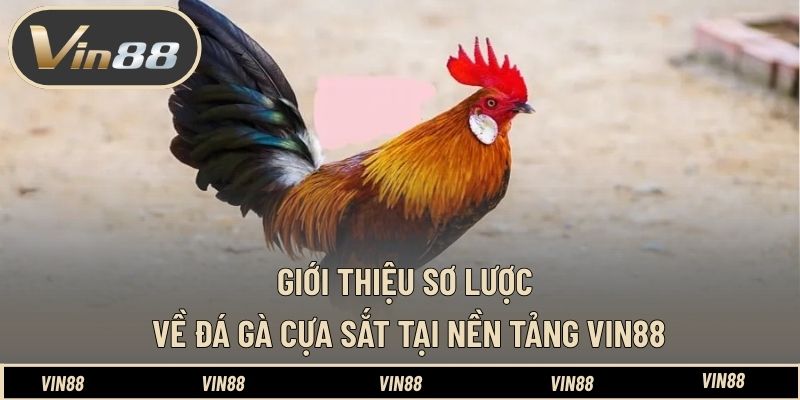 Cách Xem Tướng Gà Đá Cựa Sắt Cực Chuẩn Từ Chuyên Gia VIN88 - spintiva96.work Cách Xem Tướng Gà Đá Cựa Sắt Cực Chuẩn Từ Chuyên Gia VIN88 - spintiva96.work