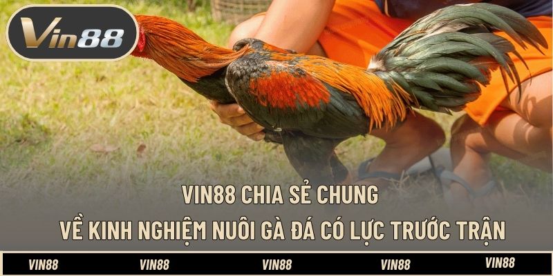 Kinh Nghiệm Nuôi Gà Đá Có Lực Trước Trận - Tối Ưu Thể Trạng - spintiva96.work