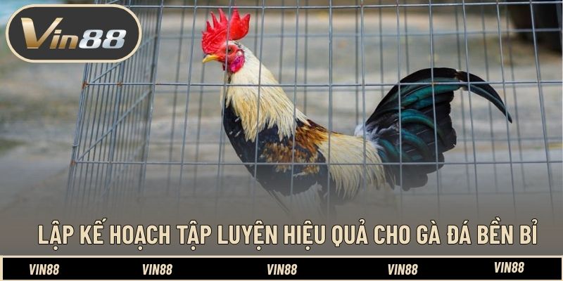 Kinh Nghiệm Nuôi Gà Đá Có Lực Trước Trận - Tối Ưu Thể Trạng - spintiva96.work