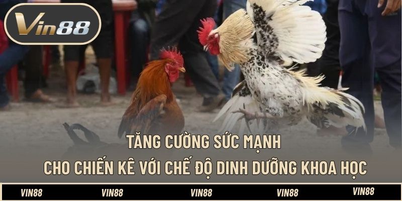 Kinh Nghiệm Nuôi Gà Đá Có Lực Trước Trận - Tối Ưu Thể Trạng - spintiva96.work