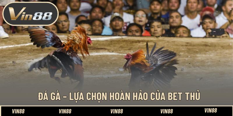 Đá Gà – Những Trận Đá Kê Đỉnh Cao Đẳng Cấp Đứng Đầu - spintiva96.work