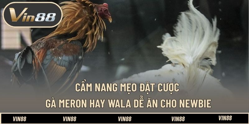 Mẹo Đặt Cược Gà Meron Hay Wala Dễ Ăn - Góc Nhìn Phân Tích - spintiva96.work Mẹo Đặt Cược Gà Meron Hay Wala Dễ Ăn - Góc Nhìn Phân Tích - spintiva96.work