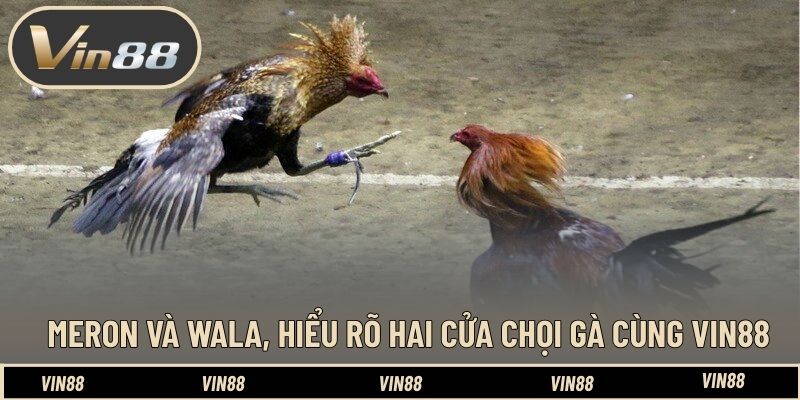 Mẹo Đặt Cược Gà Meron Hay Wala Dễ Ăn - Góc Nhìn Phân Tích - spintiva96.work Mẹo Đặt Cược Gà Meron Hay Wala Dễ Ăn - Góc Nhìn Phân Tích - spintiva96.work