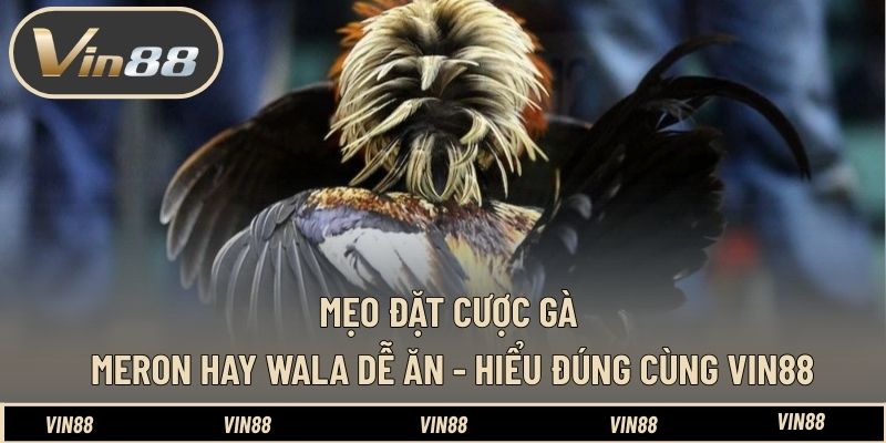 Chọn Gà Cựa Dao - Cách Nhìn Gà Chính Xác Trước Trận - spintiva96.work