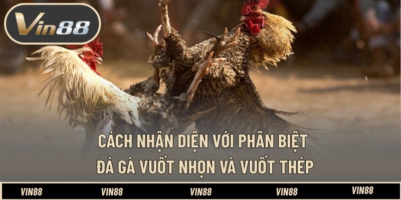 Phân Biệt Đá Gà Cựa Dao Và Cựa Sắt - Hiểu Đúng Bản Chất - spintiva96.work Phân Biệt Đá Gà Cựa Dao Và Cựa Sắt - Hiểu Đúng Bản Chất - spintiva96.work