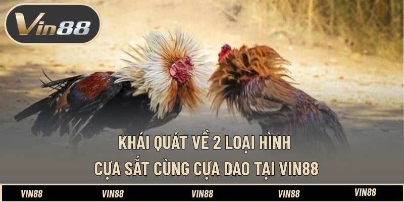 Phân Biệt Đá Gà Cựa Dao Và Cựa Sắt - Hiểu Đúng Bản Chất - spintiva96.work Phân Biệt Đá Gà Cựa Dao Và Cựa Sắt - Hiểu Đúng Bản Chất - spintiva96.work
