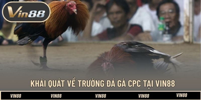 Top Các Chiến Kê Huyền Thoại Tại Đấu Trường CPC - Tinh Hoa - spintiva96.work Top Các Chiến Kê Huyền Thoại Tại Đấu Trường CPC - Tinh Hoa - spintiva96.work