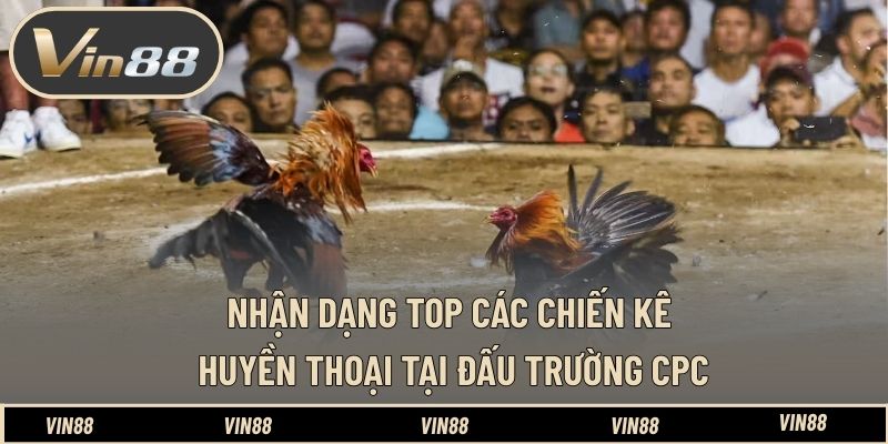 Top Các Chiến Kê Huyền Thoại Tại Đấu Trường CPC - Tinh Hoa - spintiva96.work Top Các Chiến Kê Huyền Thoại Tại Đấu Trường CPC - Tinh Hoa - spintiva96.work