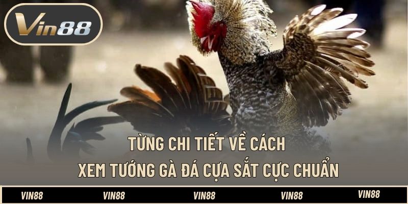 Cách Xem Tướng Gà Đá Cựa Sắt Cực Chuẩn Từ Chuyên Gia VIN88 - spintiva96.work Cách Xem Tướng Gà Đá Cựa Sắt Cực Chuẩn Từ Chuyên Gia VIN88 - spintiva96.work