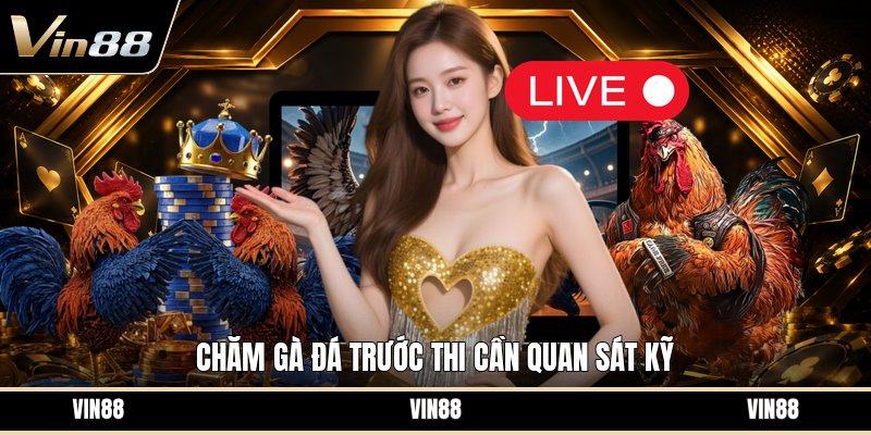 Chăm Gà Đá Trước Thi - Cách Chuẩn Bị Thể Trạng Tốt - spintiva96.work