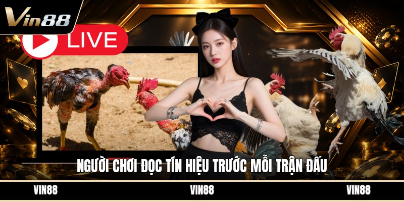 Luật Đá Gà Cựa Sắt - Quy Tắc Thi Đấu Cơ Bản Cần Biết - spintiva96.work