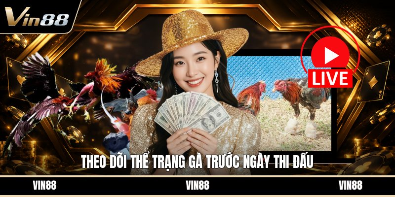 Chăm Gà Đá Trước Thi - Cách Chuẩn Bị Thể Trạng Tốt - spintiva96.work
